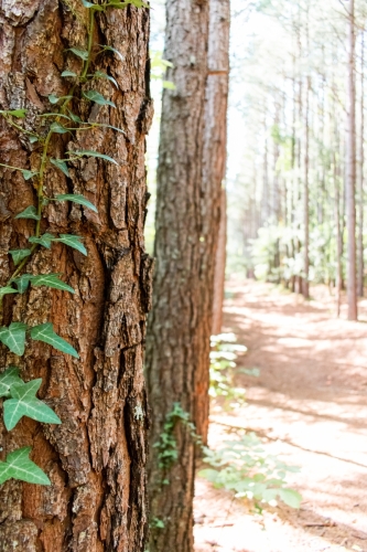 Carley Spoken Word leaves vert