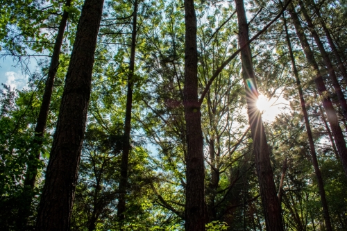 Carley Spoken Word sun flare